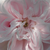 Rózsaszín - Történelmi - centifolia rózsa - Fantin-Latour